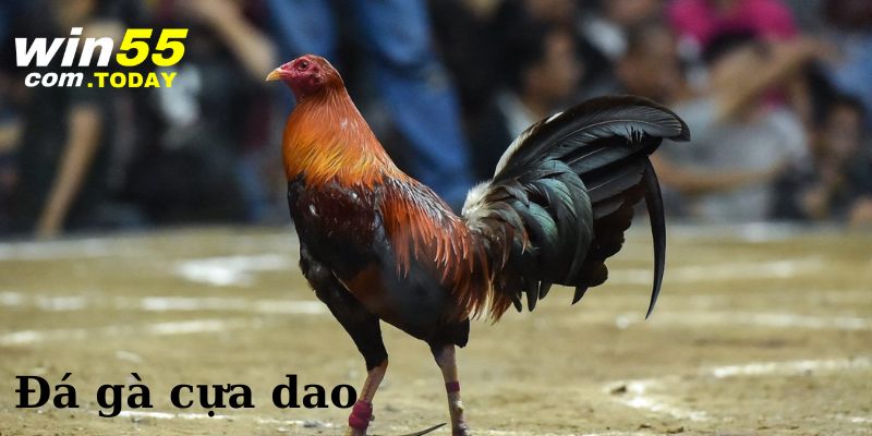 Đá gà cựa dao không có sự giới hạn về thời gian diễn ra